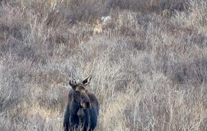 Historic Mountain Cabin on Five Private Alpine Acres - Alma, Colorado