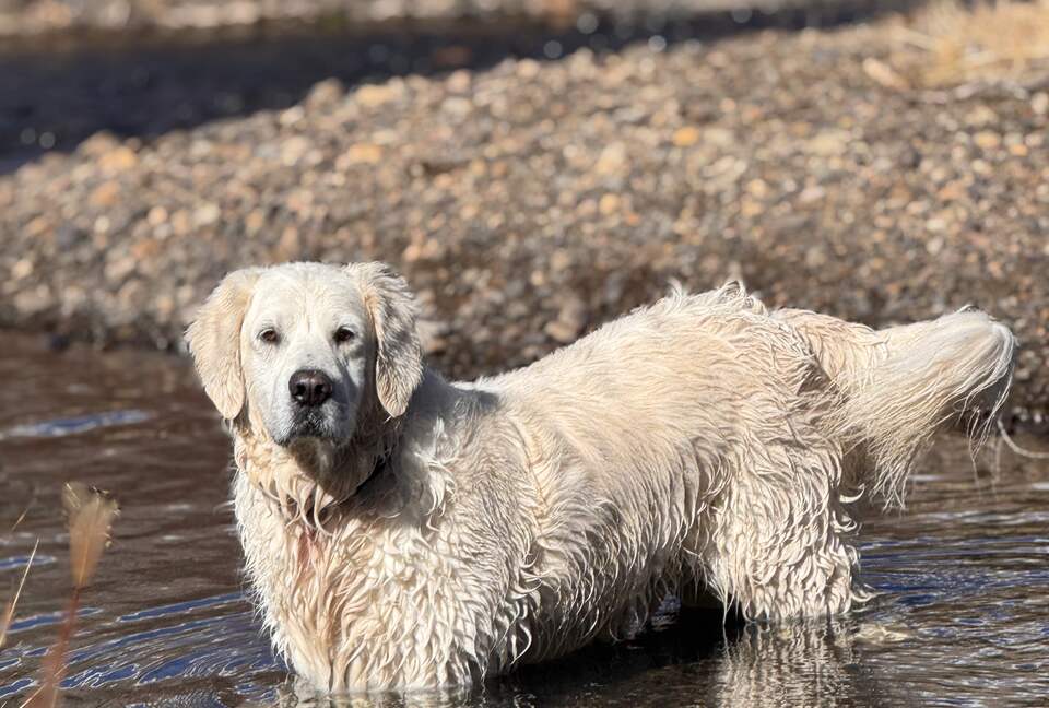 Historic Mountain Cabin on Five Private Alpine Acres - Alma, Colorado
