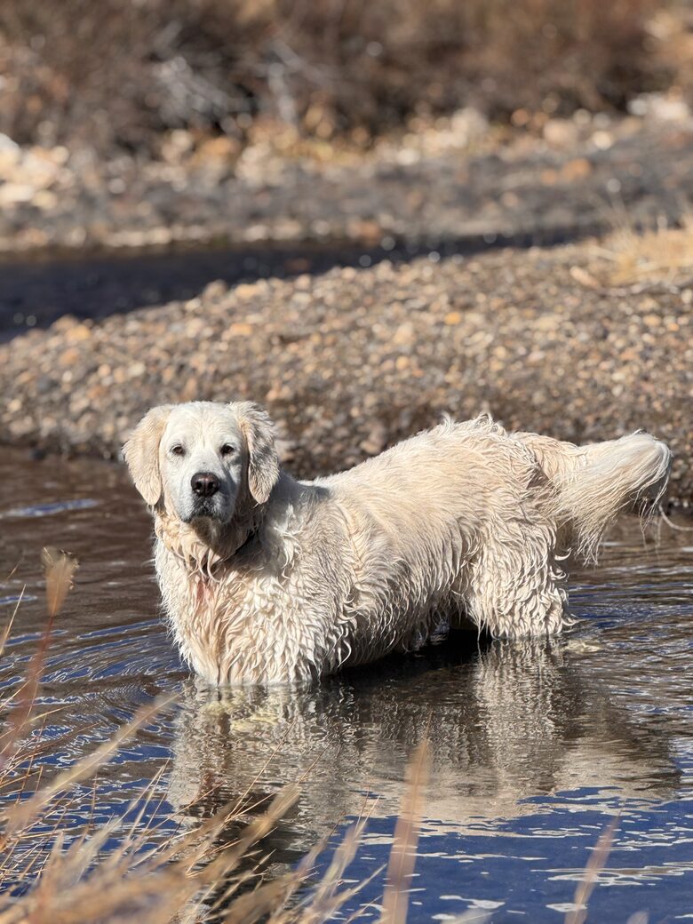 Historic Mountain Cabin on Five Private Alpine Acres - Alma, Colorado