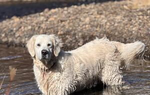 Historic Mountain Cabin on Five Private Alpine Acres - Alma, Colorado