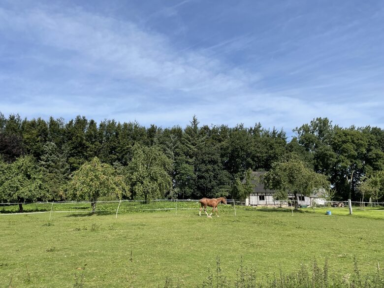Barn and horse paddock