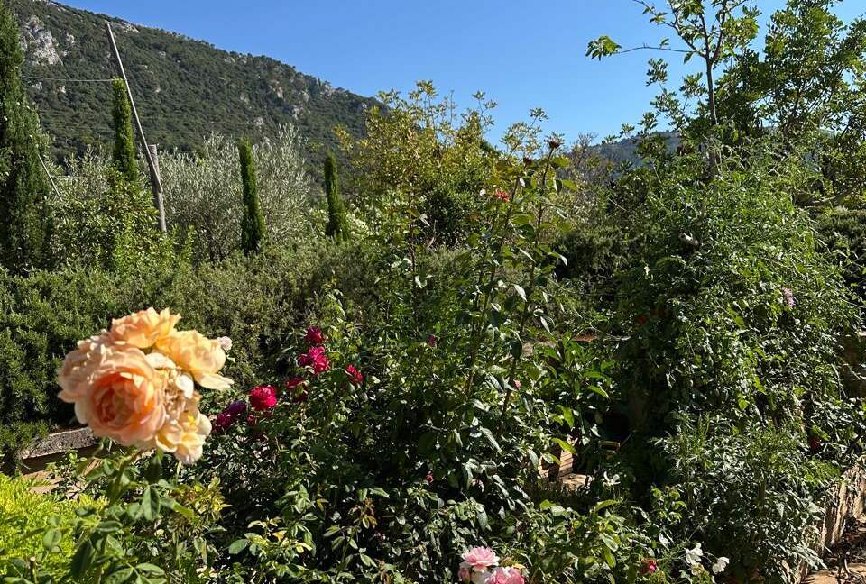 Idylic Finca Amidst Valldemossa's Olive Groves - Valdemossa, Mallorca, Spain