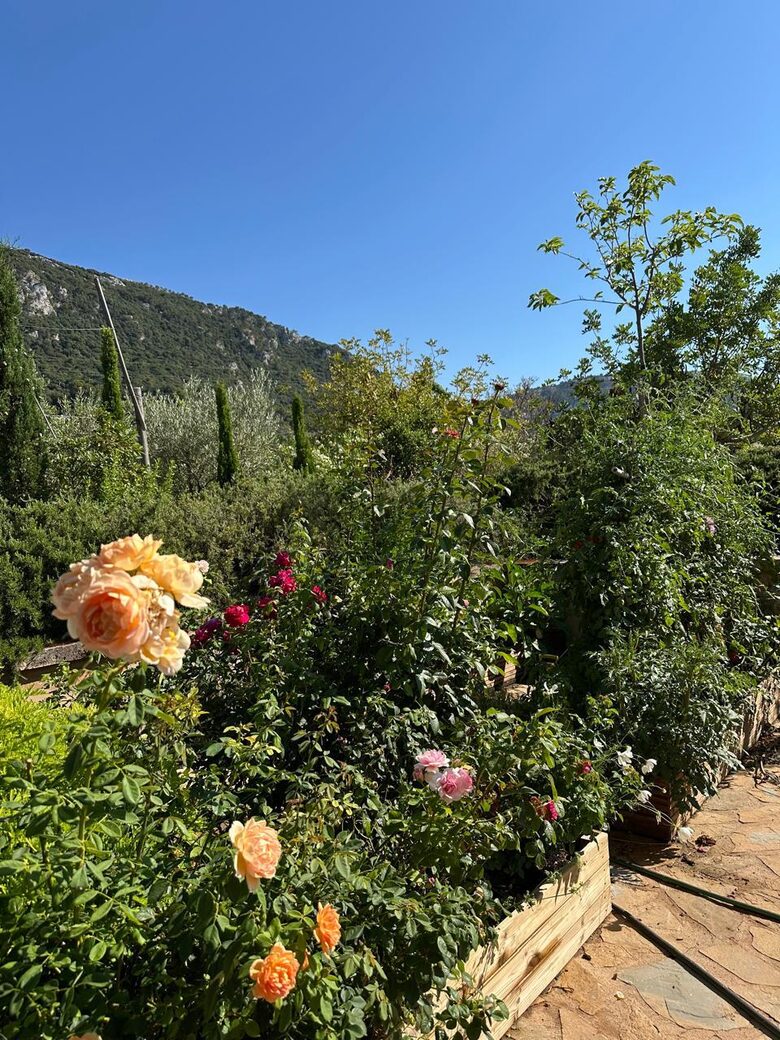 Idylic Finca Amidst Valldemossa's Olive Groves - Valdemossa, Mallorca, Spain
