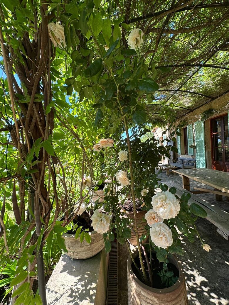Idylic Finca Amidst Valldemossa's Olive Groves - Valdemossa, Mallorca, Spain