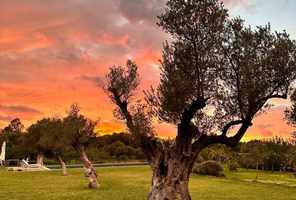 Idylic Finca Amidst Valldemossa's Olive Groves - Valdemossa, Mallorca, Spain