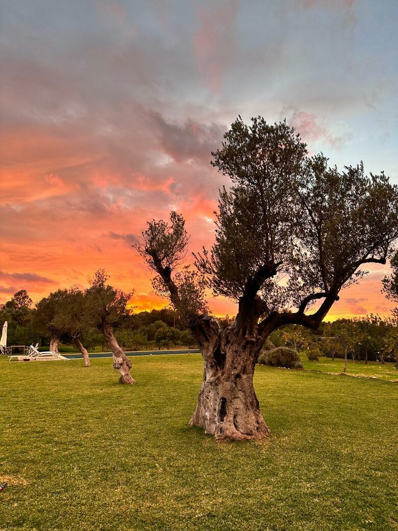 Idylic Finca Amidst Valldemossa's Olive Groves - Valdemossa, Mallorca, Spain