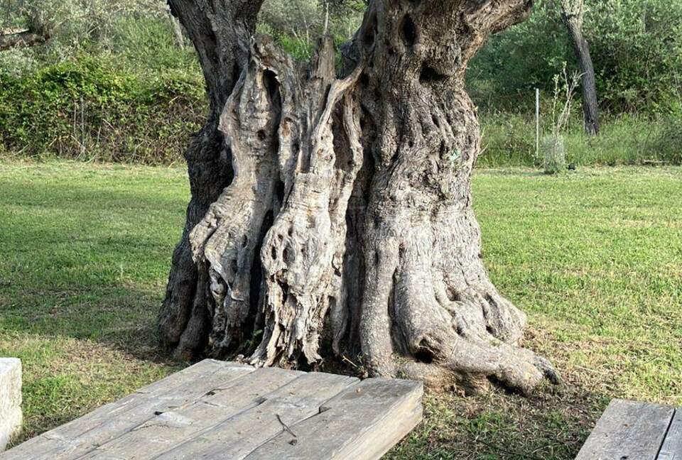 Idylic Finca Amidst Valldemossa's Olive Groves - Valdemossa, Mallorca, Spain