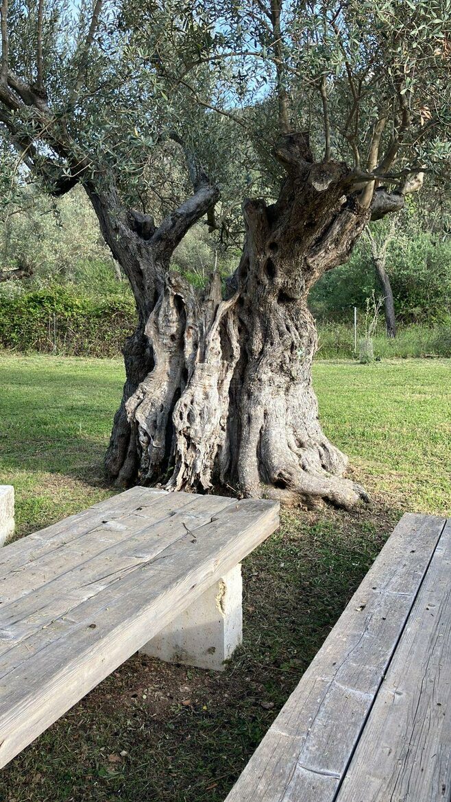Idylic Finca Amidst Valldemossa's Olive Groves - Valdemossa, Mallorca, Spain