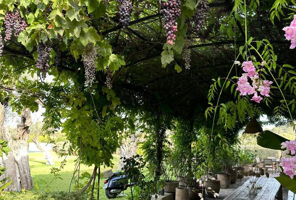 Idylic Finca Amidst Valldemossa's Olive Groves - Valdemossa, Mallorca, Spain