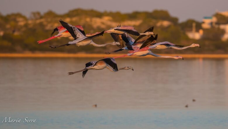 Estancia Cielo Sunset Penthouse - Puerto de la Savina, Formentera, Spain