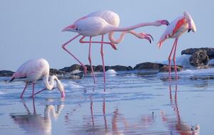 Luna Studios by the Lagoon - Puerto de la Savina, Formentera, Spain