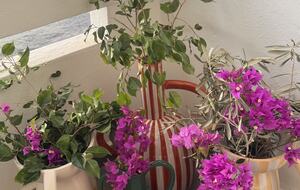 Luna Studios by the Lagoon | Sea Front - Puerto de la Savina, Formentera, Spain