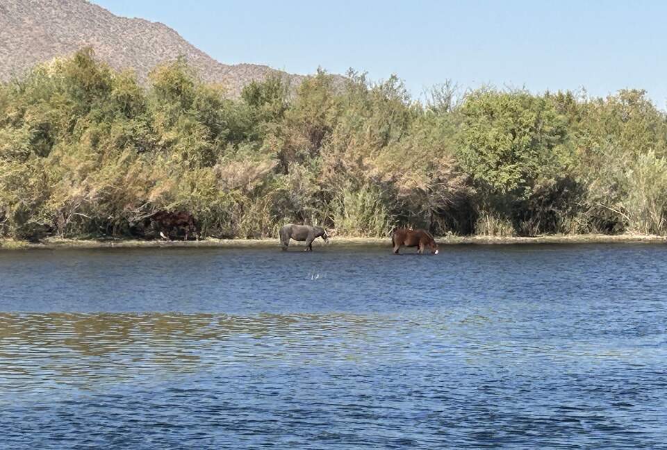 Salt River just an 8 minute drive down the road-tube or kayak fun