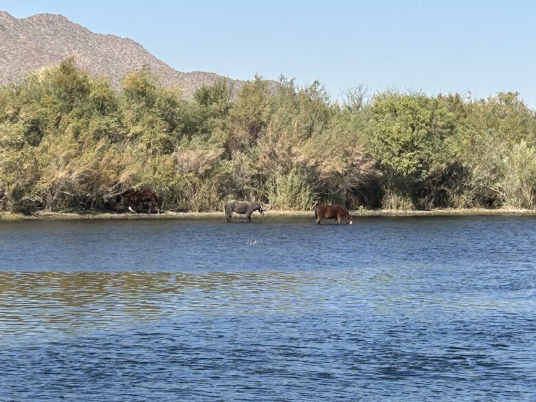 Salt River just an 8 minute drive down the road-tube or kayak fun