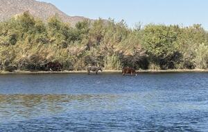 Salt River just an 8 minute drive down the road-tube or kayak fun