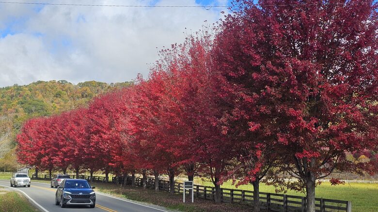 Banner Elk - fall colors