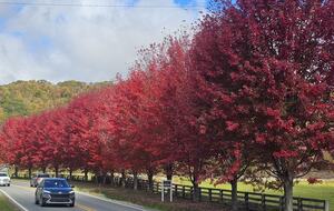 Banner Elk - fall colors
