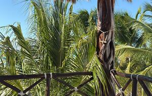 Beach front house with pool in Yucatan - Chicxulub Puerto, Mexico