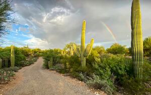 Catalina Foothills Desert Sanctuary - Tucson, Arizona
