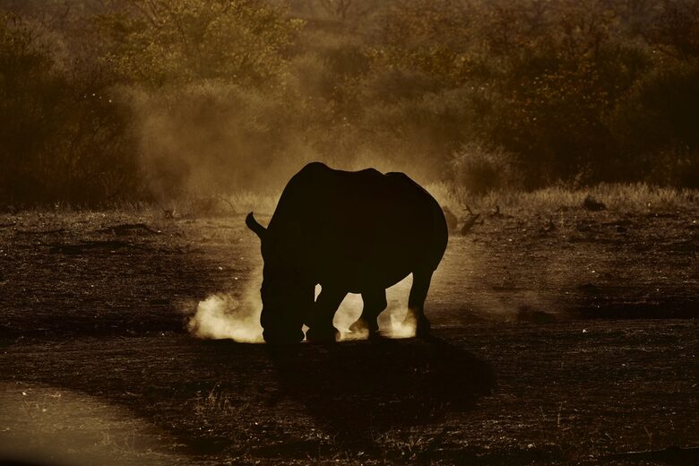 Lubbesrust Boutique Lodge - Tuli Block, Botswana