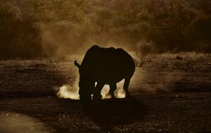 Lubbesrust Boutique Lodge - Tuli Block, Botswana