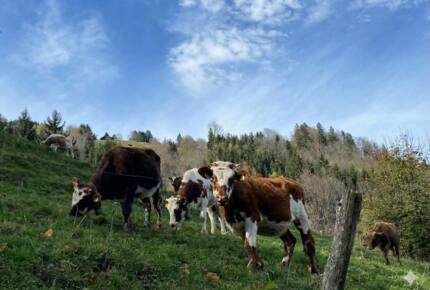 Contemporary Chalet with Dents du Midi Vistas - Champéry, Switzerland