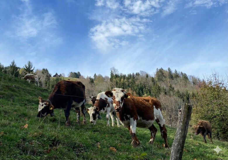 Contemporary Chalet with Dents du Midi Vistas - Champéry, Switzerland