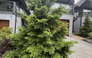 Mountain Forest Retreat Near Whistler Village - Whistler, Canada
