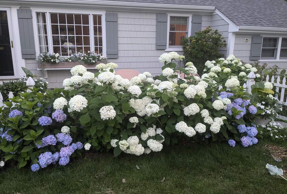 Charming Hydrangea Cottage in Osterville Village near Beaches - Osterville, Massachusetts