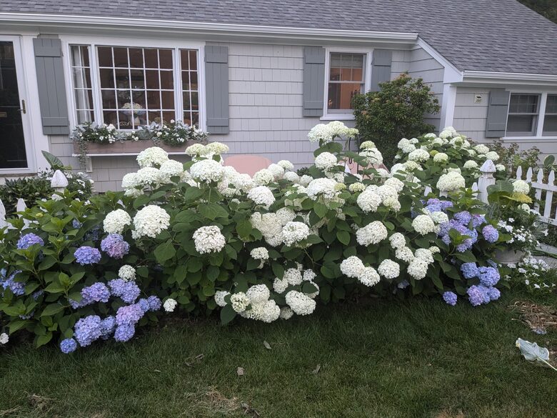 Charming Hydrangea Cottage in Osterville Village near Beaches - Osterville, Massachusetts