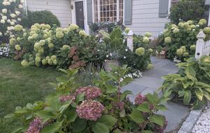 hydrangea cottage