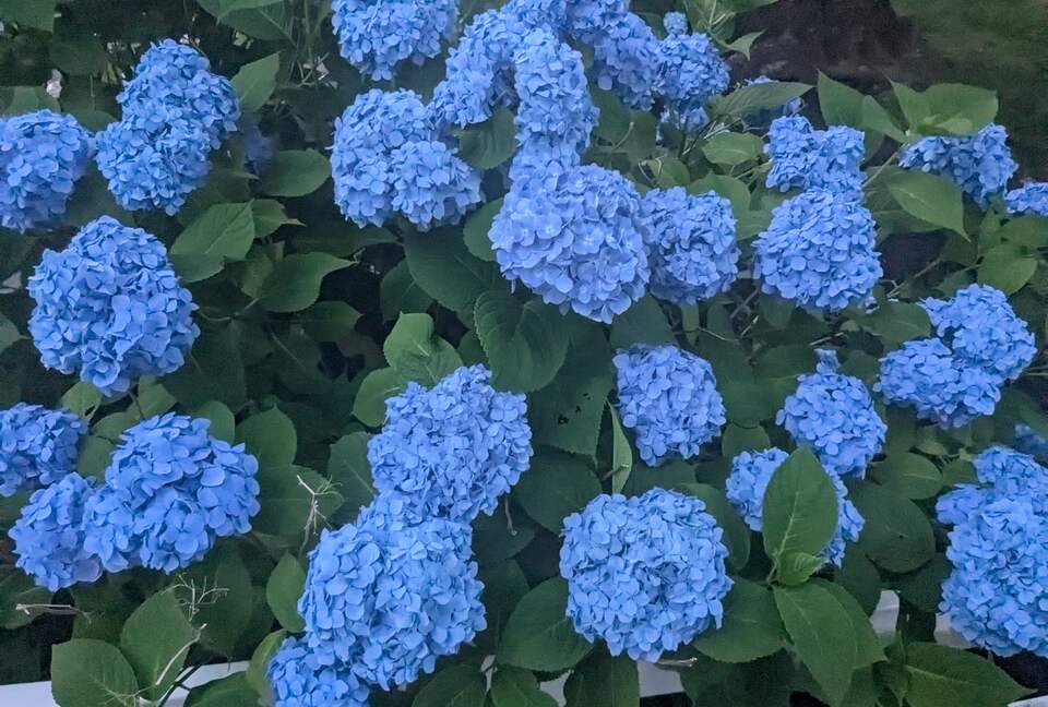 Charming Hydrangea Cottage in Osterville Village near Beaches - Osterville, Massachusetts