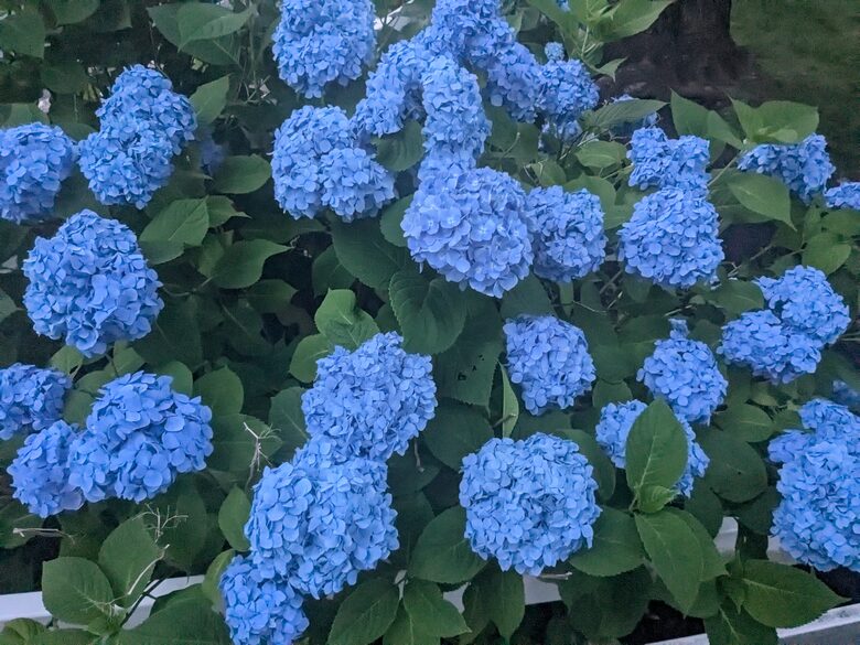 Charming Hydrangea Cottage in Osterville Village near Beaches - Osterville, Massachusetts