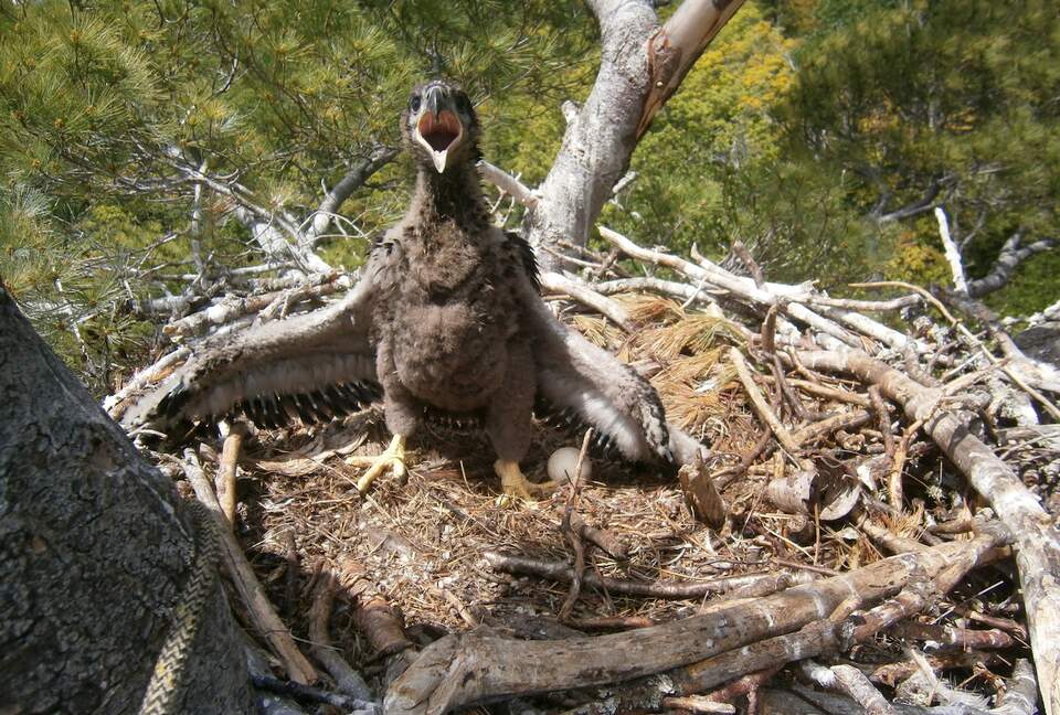 Baby eaglet in the 2-ton eagle's nest on our property.