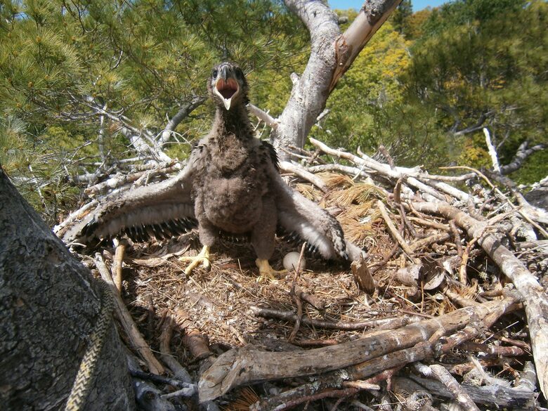 Baby eaglet in the 2-ton eagle's nest on our property.