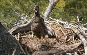 Baby eaglet in the 2-ton eagle's nest on our property.
