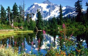Cozy Mt. Baker Cabin with Forest & Mountain Views - Deming, Washington