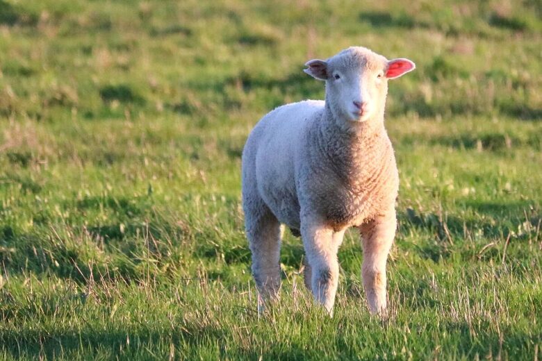 Restored 150-Year-Old Farmhouse at Stemple Creek Ranch - Tomales, California
