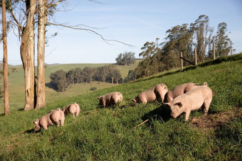 Restored 150-Year-Old Farmhouse at Stemple Creek Ranch - Tomales, California