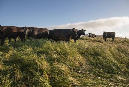 Restored 150-Year-Old Farmhouse at Stemple Creek Ranch - Tomales, California