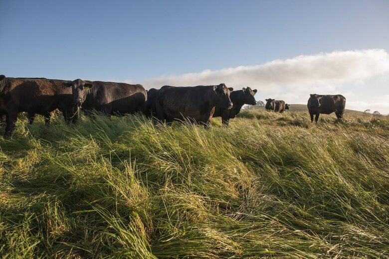 Restored 150-Year-Old Farmhouse at Stemple Creek Ranch - Tomales, California