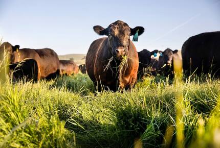 Restored 150-Year-Old Farmhouse at Stemple Creek Ranch - Tomales, California