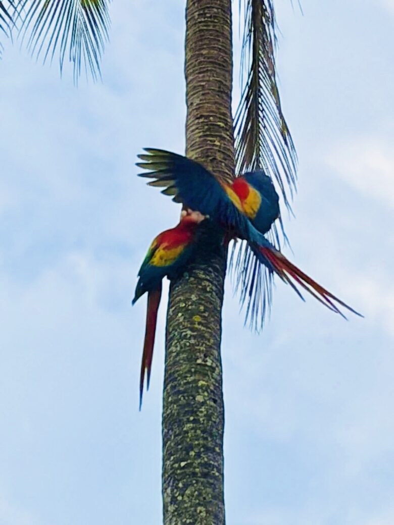 Elegant Escape in Hacienda Pinilla with Private Pool - Tamarindo, Costa Rica
