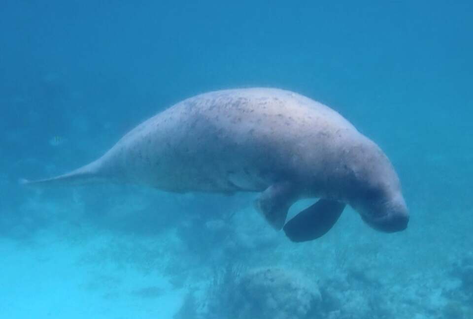 Sea View Residence at Blu Zen Belize Luxury Beach Resort | North Caye Caulker - Caye Caulker, Belize