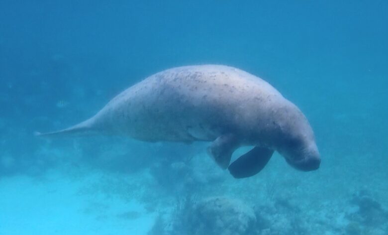 Sea View Residence at Blu Zen Belize Luxury Beach Resort | North Caye Caulker - Caye Caulker, Belize