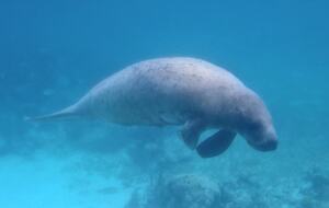 Sea View Residence at Blu Zen Belize Luxury Beach Resort | North Caye Caulker - Caye Caulker, Belize