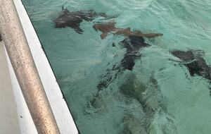 Sea View Residence at Blu Zen Belize Luxury Beach Resort | North Caye Caulker - Caye Caulker, Belize