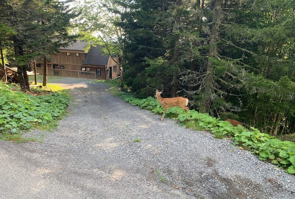 Snowshoe Mountain View Lodge - Snowshoe, West Virginia
