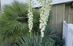 Relaxed Gulf Coast Escape in Jamaica Beach - Jamaica Beach, Texas