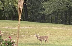 Peaceful Countryside Retreat Near Troy - Ramer, Alabama